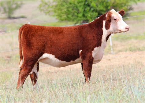 Rockingham Livestock is a family owned and operated full service livestock auction market specializing in fresh, local feeder cattle.